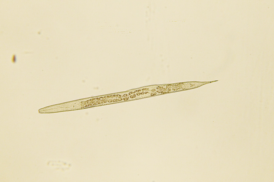 土壌線虫調査験1