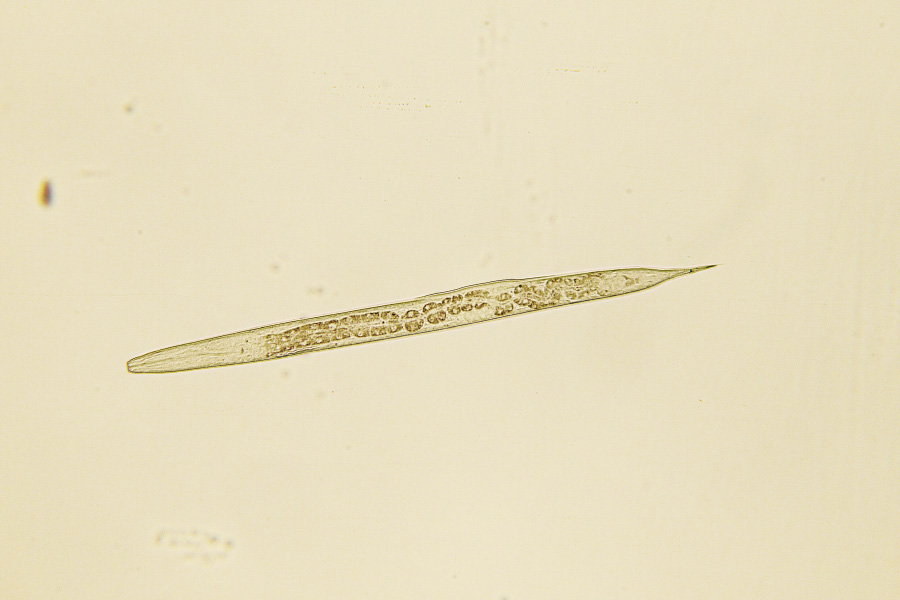 土壌線虫調査験1